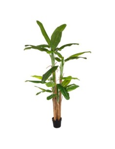 COMPLEMENTI D'ARREDO: vendita online PIANTA BANANO GIGANTE CON VASO CM.285 in offerta