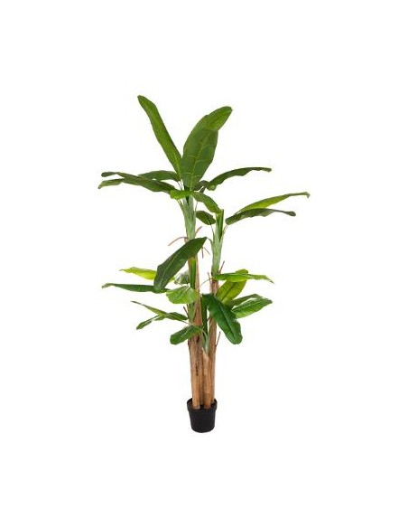COMPLEMENTI D'ARREDO: vendita online PIANTA BANANO GIGANTE CON VASO CM.285 in offerta