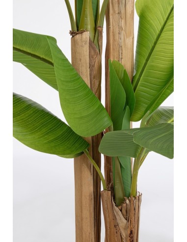 COMPLEMENTI D'ARREDO: vendita online PIANTA BANANO 24 FOGLIE BIZZOTTO ALTEZZA 280 CM CON VASO in offerta