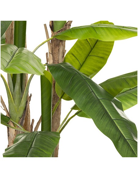 COMPLEMENTI D'ARREDO: vendita online PIANTA BANANO GIGANTE CON VASO CM.285 in offerta