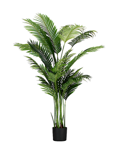 ARECA PIANTA H.190CM