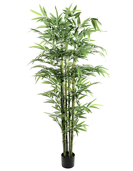BAMBOO FOGLIE GRANDI PIANTA CM.180 7591-09