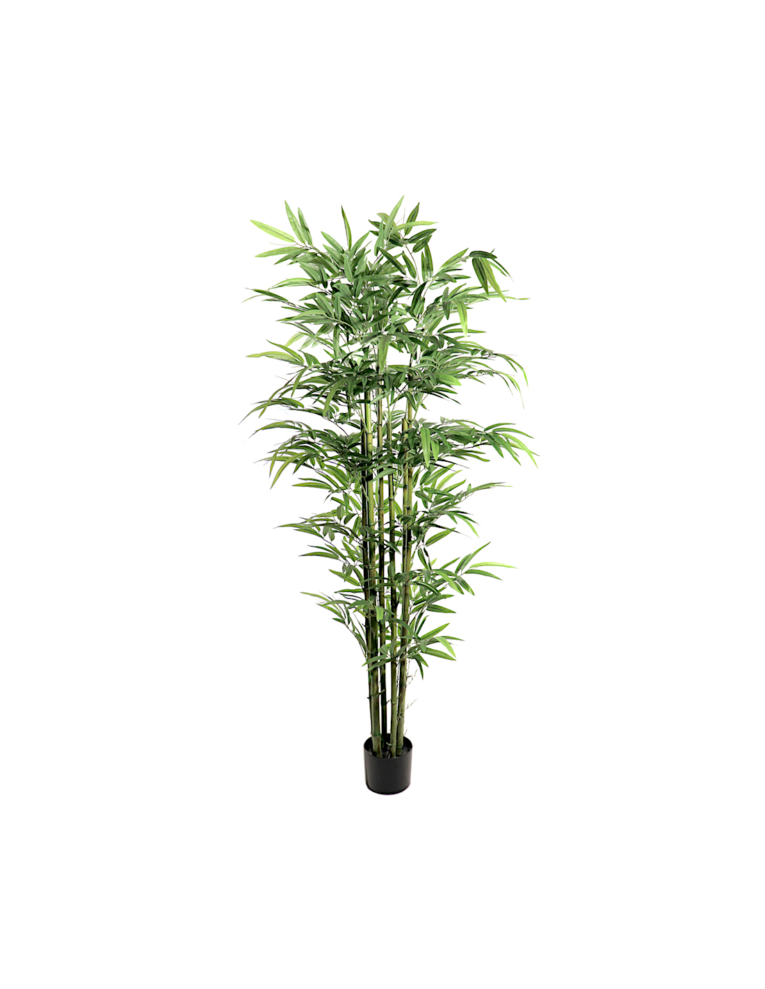 COMPLEMENTI D'ARREDO: vendita online PIANTA BAMBOO FOGLIE GRANDI ALTEZZA 180 CM ZARAPLANT in offerta