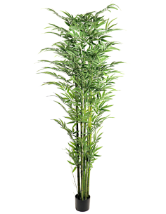COMPLEMENTI D'ARREDO: vendita online PIANTA BAMBOO FOGLIE GRANDI ALTEZZA 210 CM ZARAPLANT in offerta