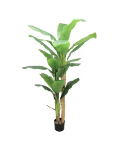 COMPLEMENTI D'ARREDO: vendita online PIANTA BANANO ALTEZZA 210 CM ZARAPLANT in offerta
