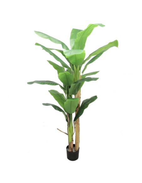 COMPLEMENTI D'ARREDO: vendita online PIANTA BANANO ALTEZZA 210 CM ZARAPLANT in offerta