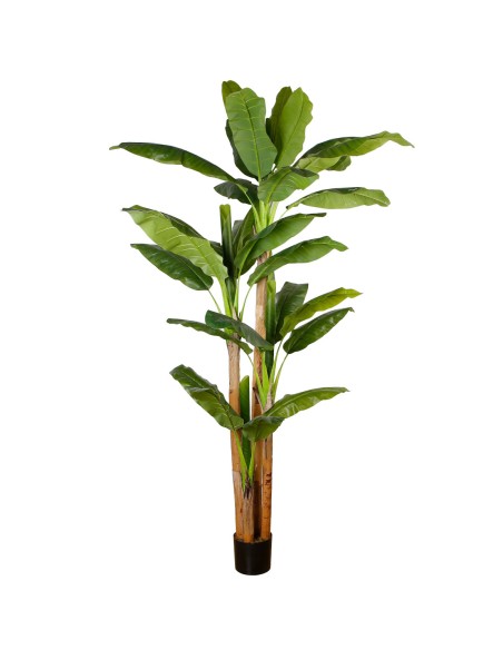 COMPLEMENTI D'ARREDO: vendita online PIANTA BANANO 240 CM ZARAPLANT in offerta