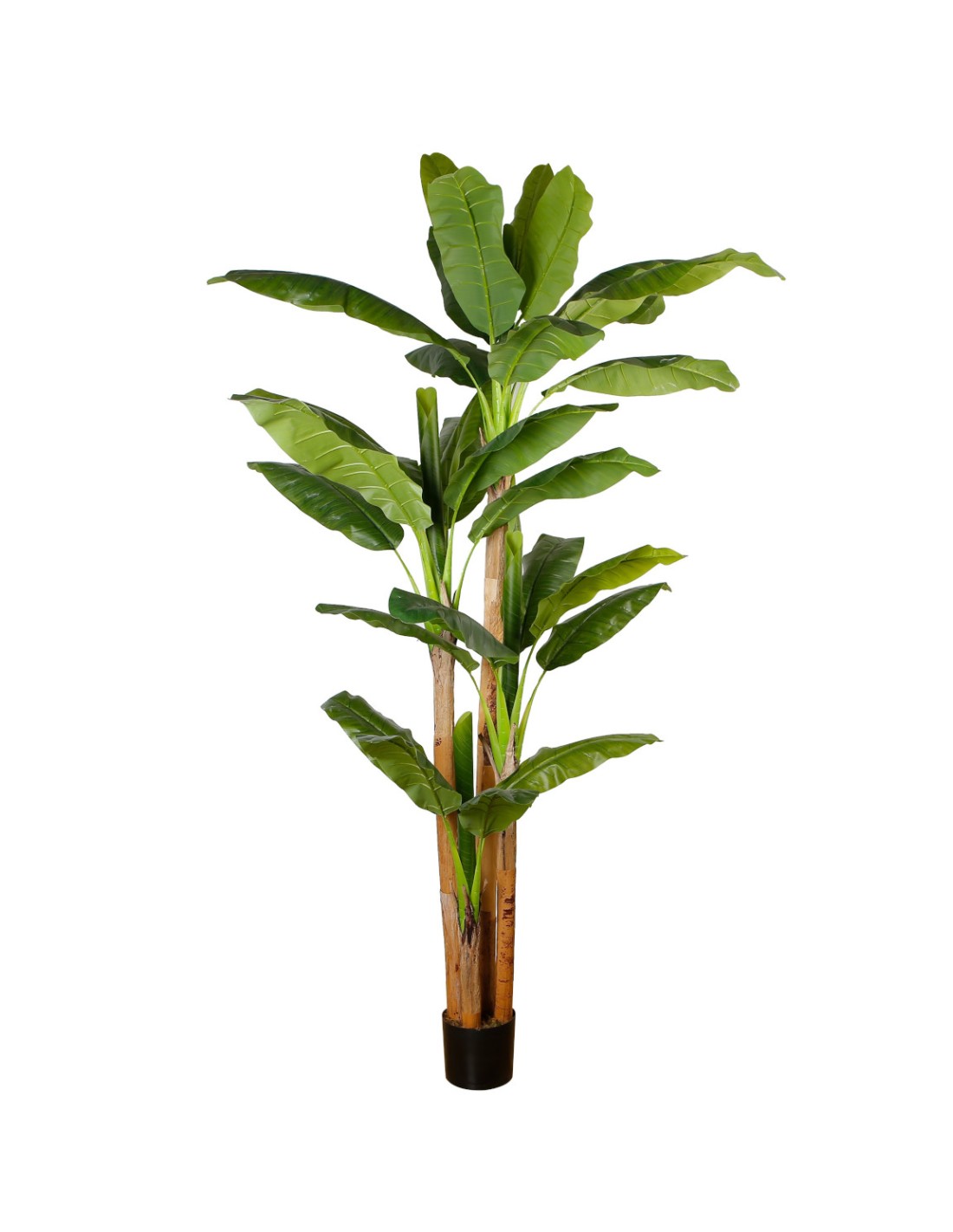 COMPLEMENTI D'ARREDO: vendita online PIANTA BANANO 240 CM ZARAPLANT in offerta