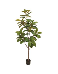 COMPLEMENTI D'ARREDO: vendita online PIANTA MAGNOLIA 180 CM ZARAPLANT in offerta
