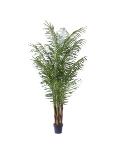 COMPLEMENTI D'ARREDO: vendita online PIANTA PALMA 220 CM ZARAPLANT in offerta
