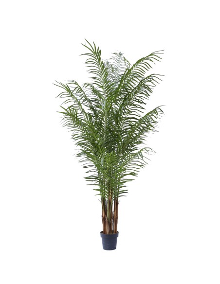 COMPLEMENTI D'ARREDO: vendita online PIANTA PALMA 220 CM ZARAPLANT in offerta