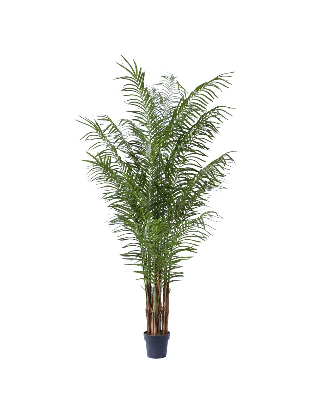 COMPLEMENTI D'ARREDO: vendita online PIANTA PALMA 220 CM ZARAPLANT in offerta