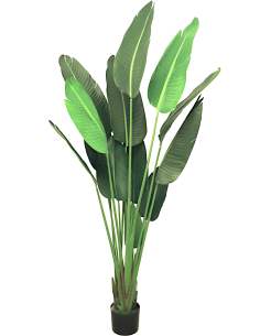 COMPLEMENTI D'ARREDO: vendita online PIANTA STRELITZIA VERDE ALTEZZA 180 CM ZARAPLANT in offerta
