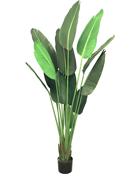 COMPLEMENTI D'ARREDO: vendita online PIANTA STRELITZIA VERDE ALTEZZA 180 CM ZARAPLANT in offerta