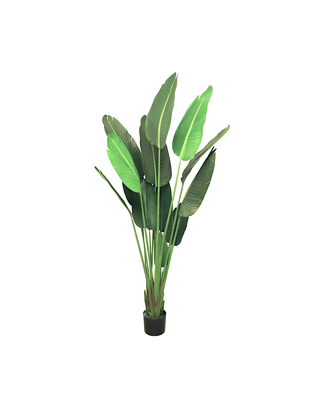 COMPLEMENTI D'ARREDO: vendita online PIANTA STRELITZIA VERDE ALTEZZA 180 CM ZARAPLANT in offerta