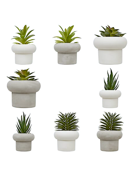 STEFI PIANTA GRASSA CM.15 CON VASO CEMENTO ASSORTITO 210231